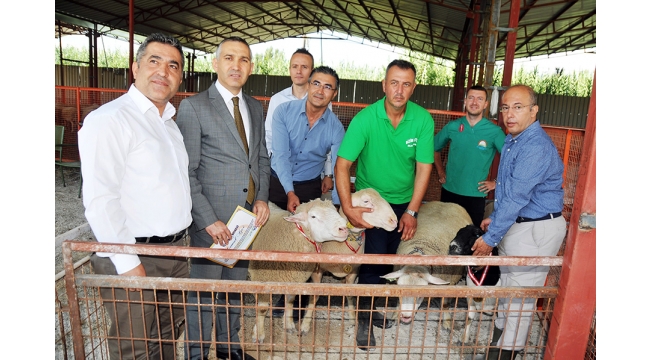Akaryakıtçıydı, şimdi profesyonel hayvancı oldu