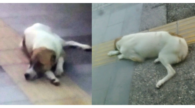Aracın çarparak altına aldığı köpeği esnaf kurtardı