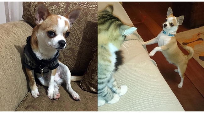 'Tarçın' köpeği bulana ödül