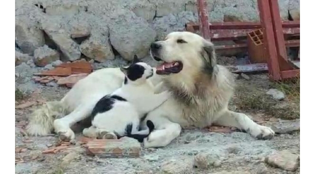 Kedi ve köpeğin dostluğu yürekleri ısıttı