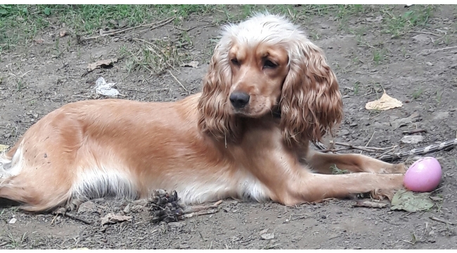 Kukır cinsi Tarçın köpeği bulan kişi ödüllendirilecek