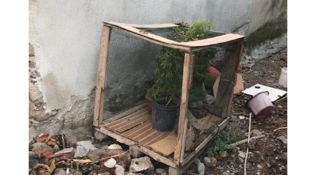 Tavuk kümesinde Hint keneviri yetiştiren şüpheliye gözaltı