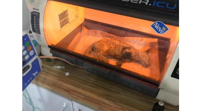 Sol ön patisi kesik halde bulunan kedi kurtarılamadı