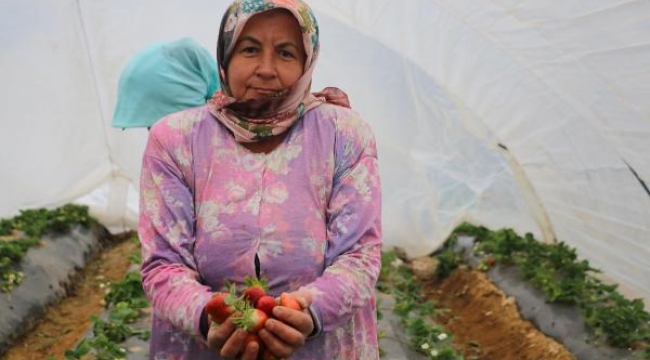 Çiftçinin yüzünü 'kış çileği' güldürdü