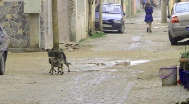 İnşaata düşen yavru köpek, annesinin havlamasıyla fark edildi