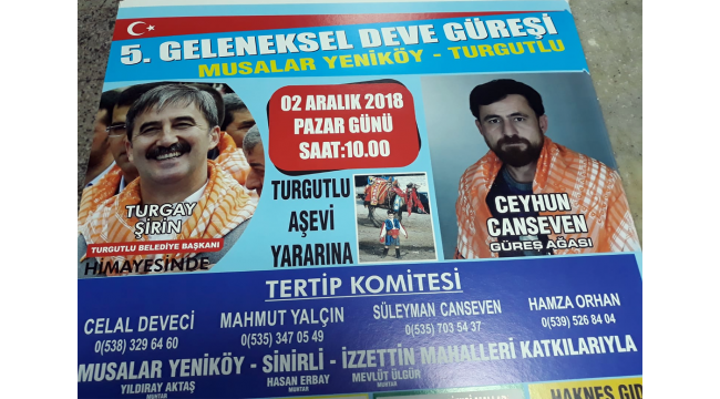 Musalar Yeniköy'de '5.Geleneksel Deve Güreşi' heyecanı