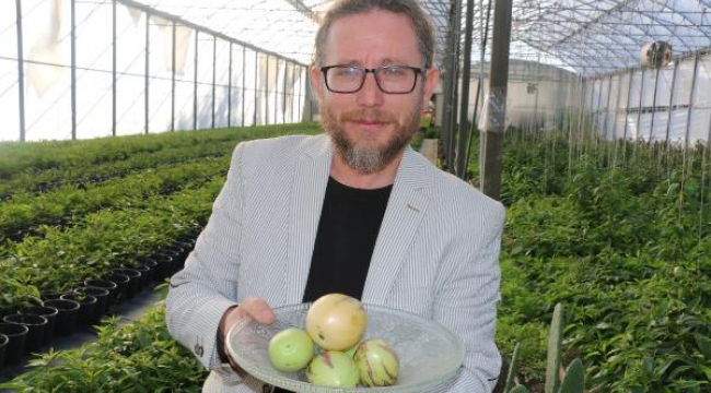 Şifa niyetine diktiği 'pepino' gelir kaynağı oldu