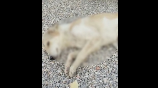 Sokak köpekleri zehirlenerek öldürüldü
