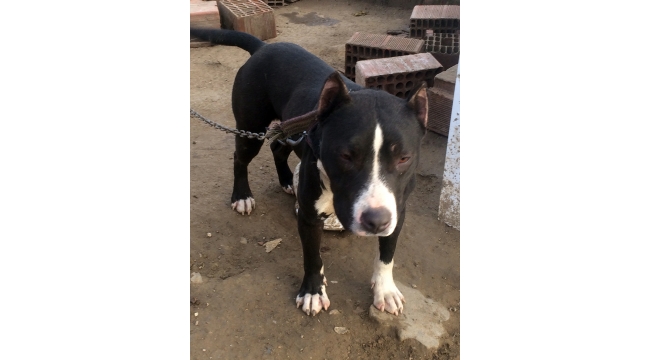 Çalınan köpeğini bulana ödül verecek