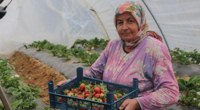 Çilek işçileri yevmiyeden dertli