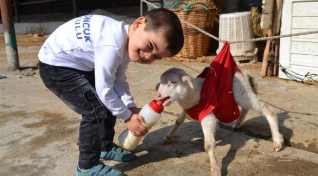 Ayakları felçli kuzu 'Prenses'e, özel bakım