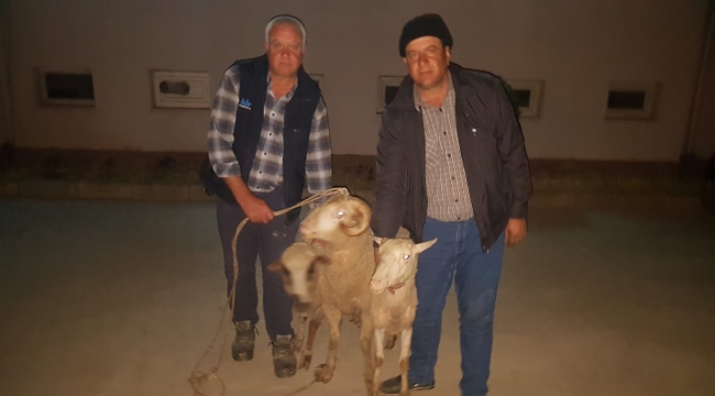 Jandarma çalınan koyunları sahibine teslim etti