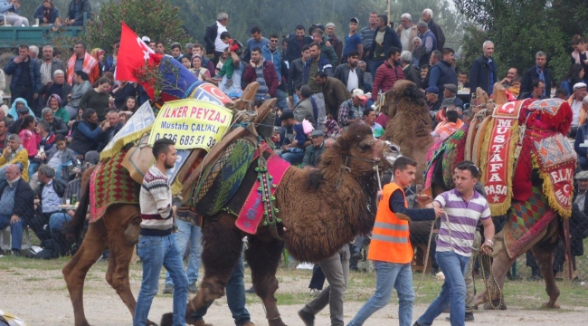 Gökkaya'da 20.Geleneksel Deve Güreşi Şenlikleri