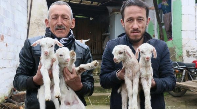Keçisinin dördüz doğurması mutlu etti