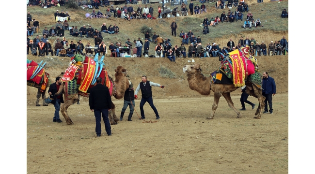 Turgutlu’da ‘13. Geleneksel Deve Güreşleri’ heyecanı yaşanacak