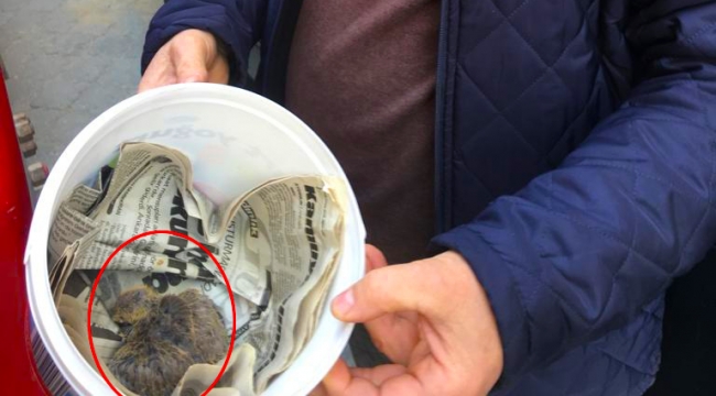 Yuvasından düşen yavru kuşu görevli elektrikçiler kurtardı