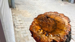 Dükkanın cephesini kapatıyor diye 20 yıllık ağacı kesti