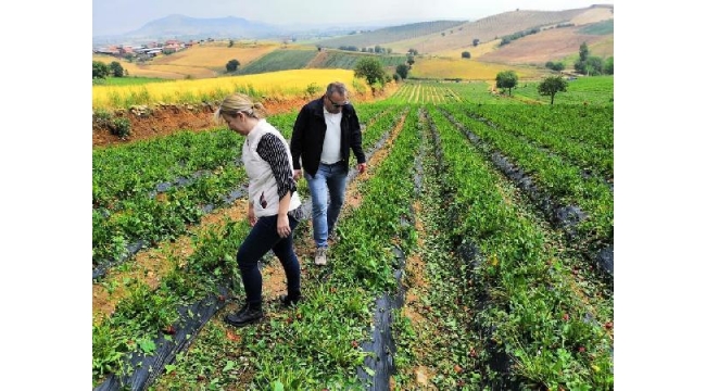 Dolu ve yağmur vurdu; 15 bin civciv ve tavuk öldü