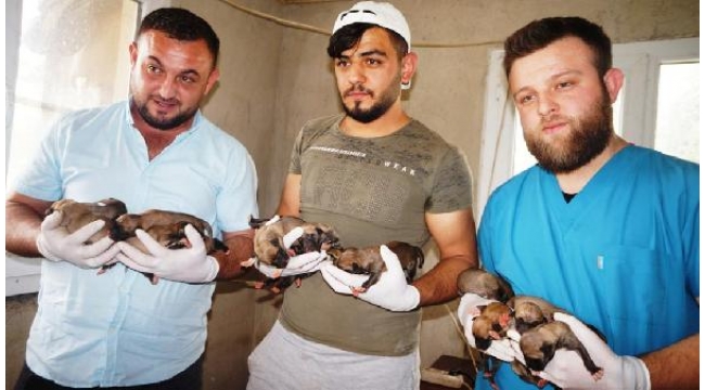 Ölen Anadolu çoban köpeğinin 18 yavrusuna bakıyorlar