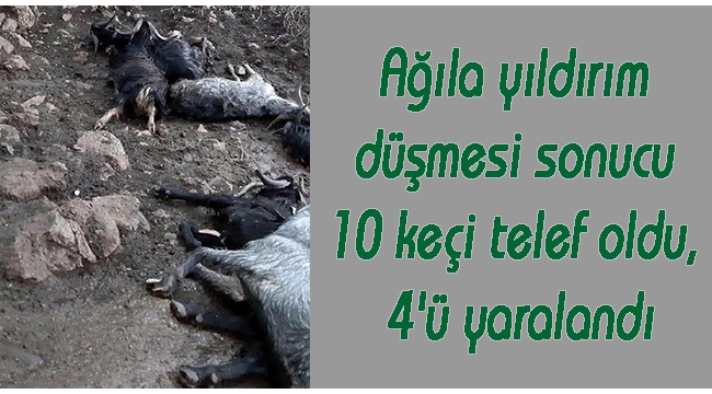 Ağıla yıldırım düştü; 10 keçi telef oldu