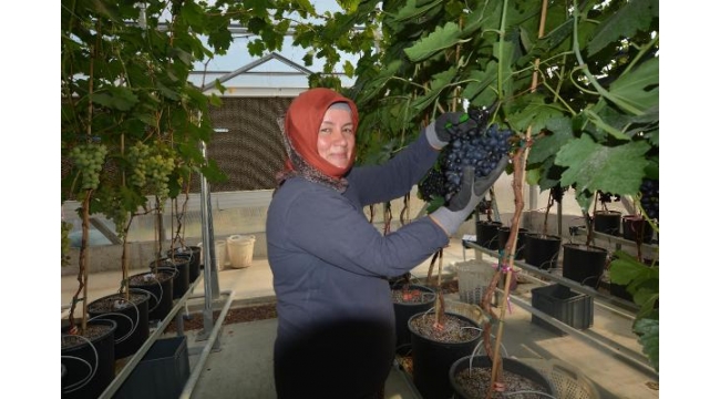 Topraksız üretilen sofralık üzümde ilk hasat yapıldı
