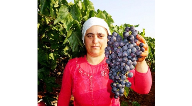 Erkenci 'Trakya ilkeren' cinsi üzüm hasadına başlandı