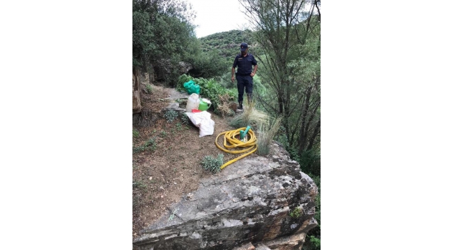 Kenevirleri sularken yakalandı