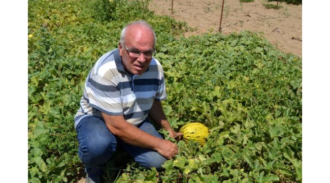 6 ayda 300 farklı yerli tohum elde edildi