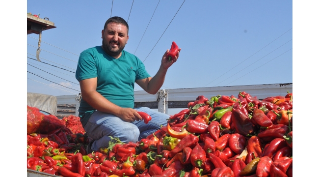 Salçalık biberde rekolte sıkıntısı
