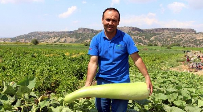 Şanlıurfa'dan getirdiği tohumdan 1 metrelik kabak yetiştirdi