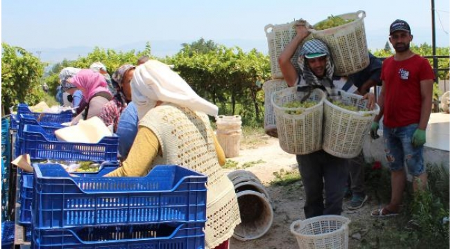 'Superior seedless' cinsi üzümü yağmur vurdu, üretici dertli