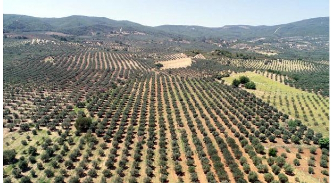 Zeytin üreticisinin 'düşük rekolte' sıkıntısı
