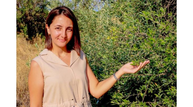Zeytinde bilinçsiz kostik kullanımı sağlığa zararlı