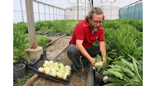 4 fidanla başladı, şimdi tonlarca pepino meyvesi üretiyor