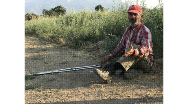 Üzüm üreticilerinin bir yıllık emeği çalındı