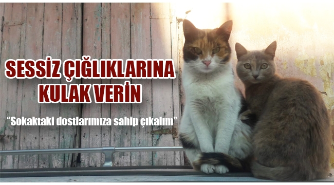 Hayvan Hakları Koruma Derneği'nden vatandaşlara çağrı