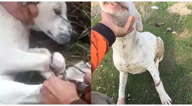 Manisa avcılar ölüme terk edilen 3 köpeği kurtardı ile ilgili görsel sonucu