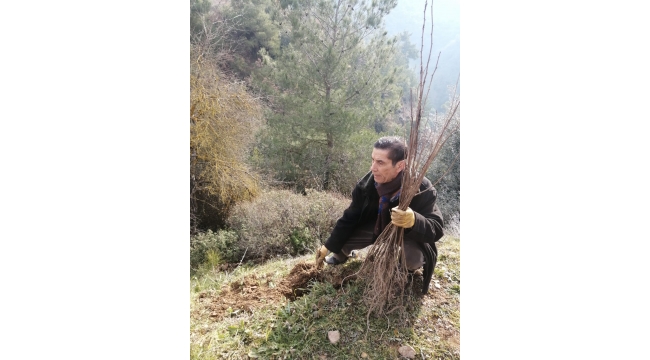 2000 Akasya Ağacı Toprakla Buluştu