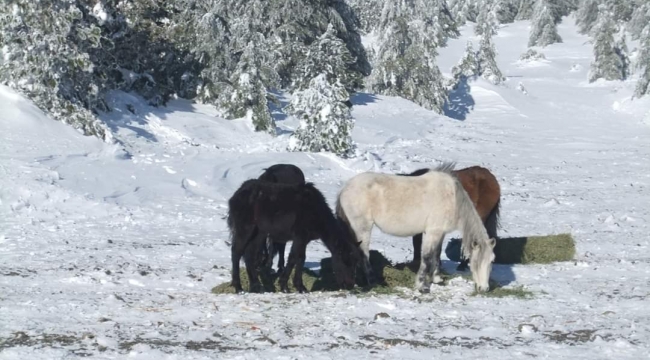 Spil'in simgesi Yılkı atlarını beslediler
