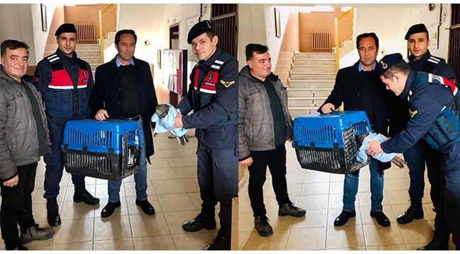 Yaralı atmacaya jandarma şefkati