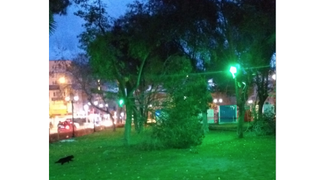 Şiddetli rüzgar ağaçları devirdi