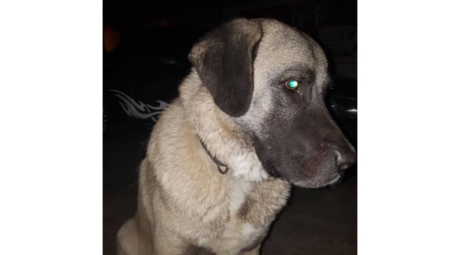Turgutlu'da kayıp köpek aranıyor