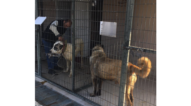Köpek dövüşü organize ettikleri iddiasıyla 3 şüpheli yakalandı