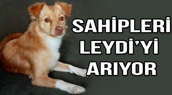 ‘Leydi’ Aranıyor