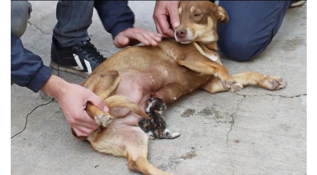 'Fındık' köpek, yavru kediyi emzirip annelik yapıyor