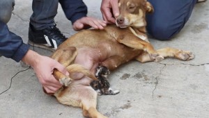 'Fındık' köpek, yavru kediyi emzirip annelik yapıyor