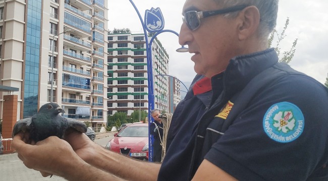Kanalda mahsur kalan posta güvercini, itfaiye ekiplerince kurtarıldı