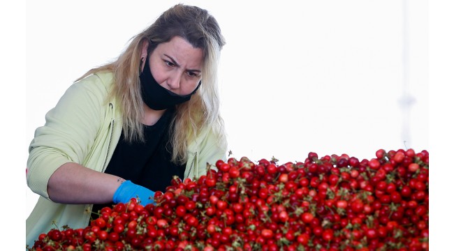 Kiraz ihracatçıları yeni sezondan umutlu