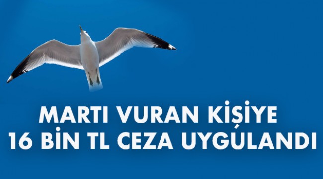 Martı vuran kişiye 16 bin lira ceza