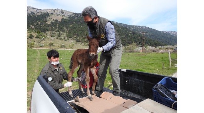 Sıkıştığı tel örgüden kurtarılan tay koruma altına alındı